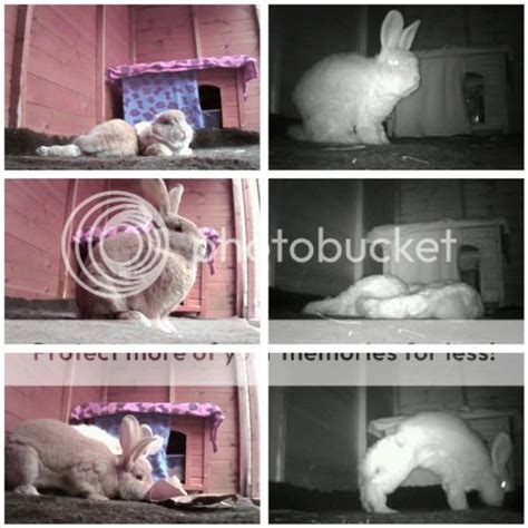 rabbit cam|Bunny cam